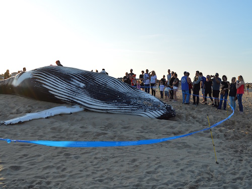 VIRGINIA BEACH CITIZENS gather to see the washed up whale on 80th Street at the Oceanfront this past weekend.