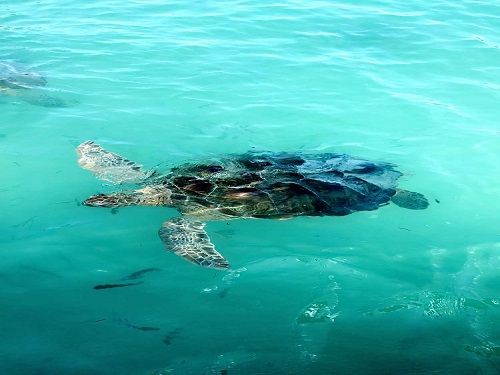 SEA TURTLES SWIM in Mexico.