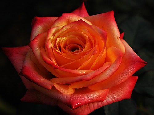 A ROSE WITH hues of red and pink stands out on a dark background. The photo of the rose was taken to reveal one of the gifts often given on Valentines Day.