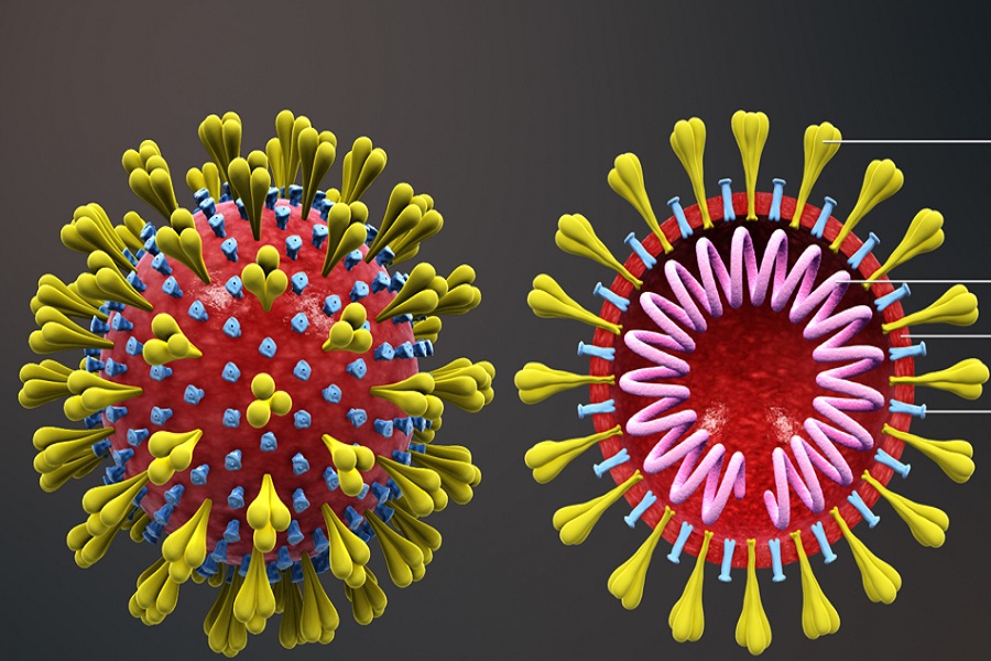 CORONAVIRUS MEDICAL ANIMATION photos combine to depict elements and shapes of a viral cell. According to scientificanimations.com, major elements include Spike S protein, HE protein, viral envelope and helical RNA.